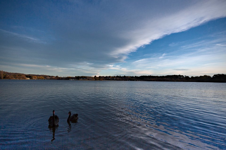 swans lbg